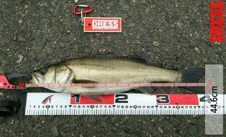 エビ撒きズボ釣り