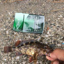 福浦岸壁でカサゴ！