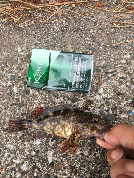 福浦岸壁でカサゴ！
