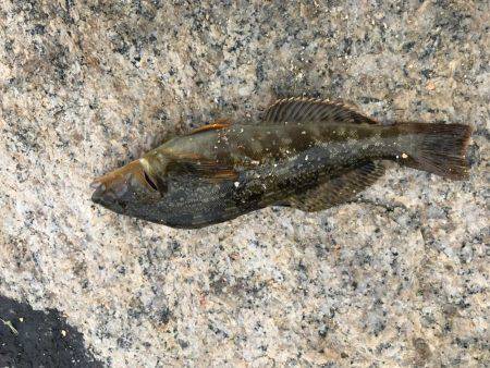 久しぶりのチョイ投げ   エサ釣り最強説