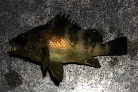 満月の強風の夜にメバリング