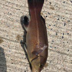 五目釣りになってしまった