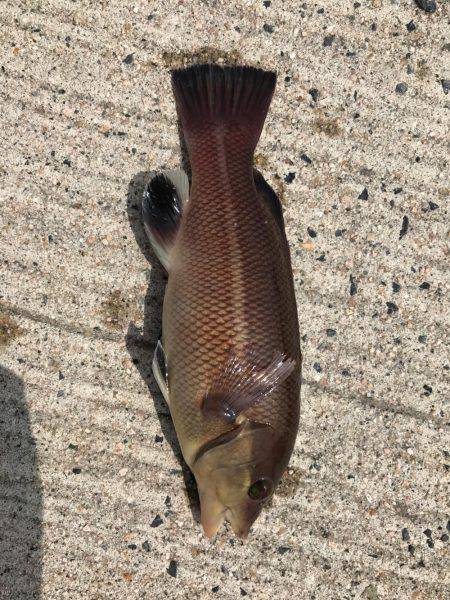 五目釣りになってしまった