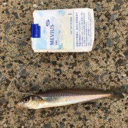 アジ、爆釣しました！