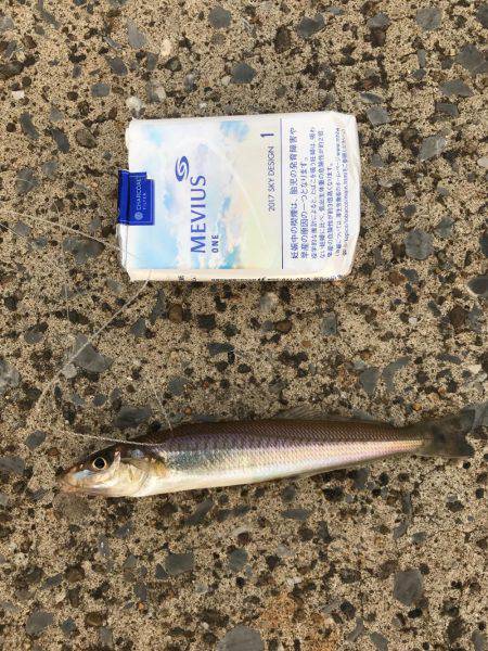 アジ、爆釣しました！