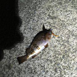 香住でメバリング