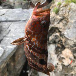 ロックフィッシュ!アコウ!!ガシラ!!!