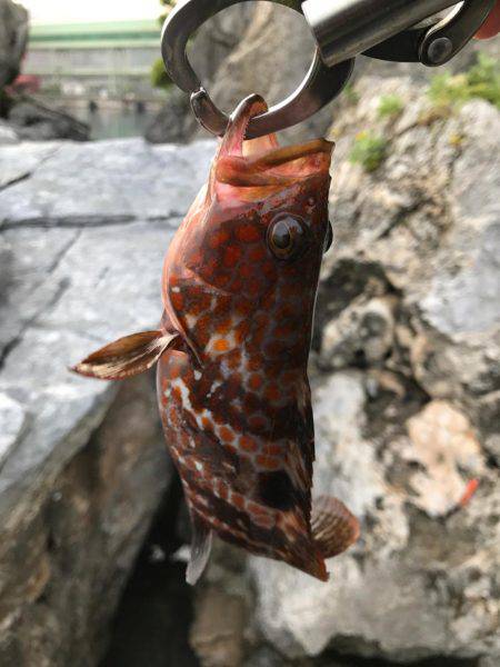 ロックフィッシュ!アコウ!!ガシラ!!!