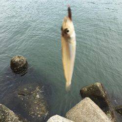 楽しい和歌山釣行