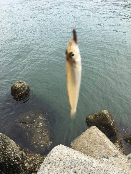 楽しい和歌山釣行