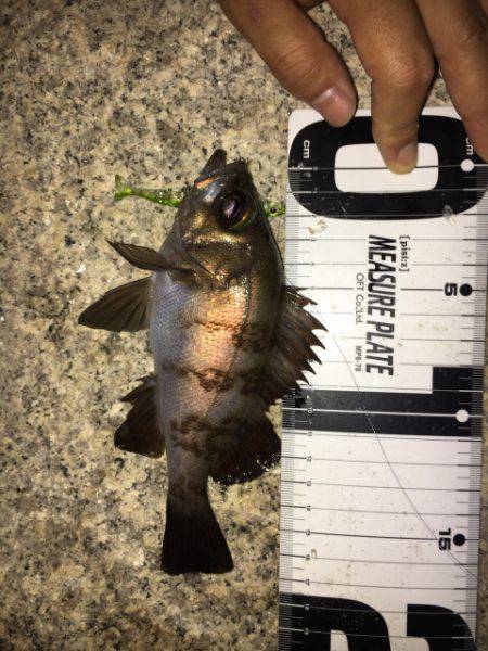 月曜からメバリング