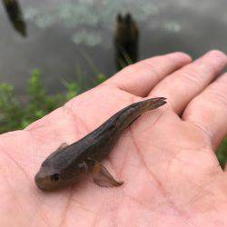 水元公園で、小物釣りしました！