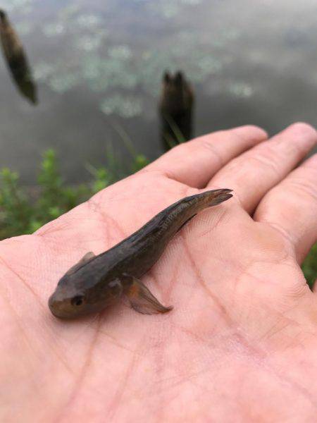 水元公園で、小物釣りしました！