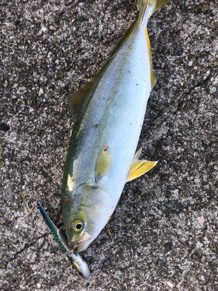 ツバス&シーバス