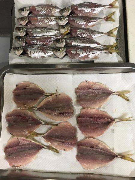 アジングしました！