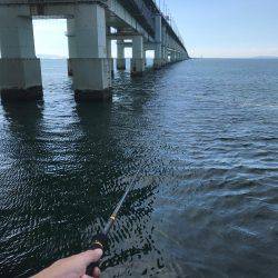 橋の下でツバス先輩