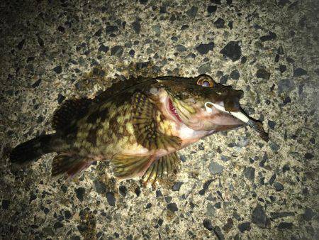 ロックフィッシュ