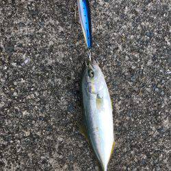 朝シーバス+オマケ