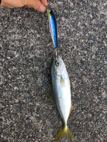 朝シーバス+オマケ