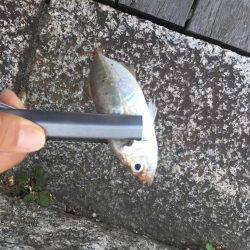 渋くなって来た横浜アジング！