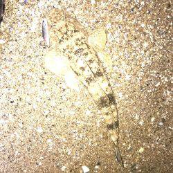 シーバスマゴチ