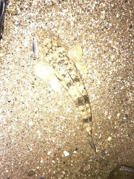 シーバスマゴチ