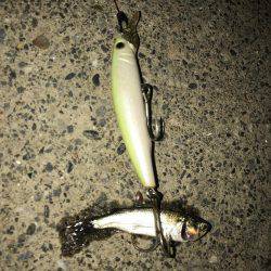 荒川シーバス、ハクパターン！