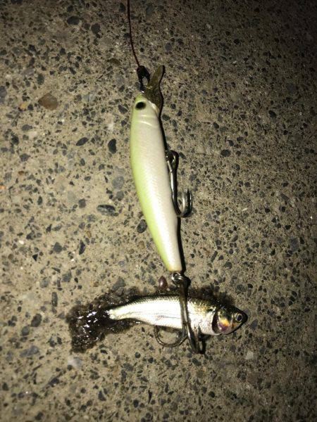 荒川シーバス、ハクパターン！