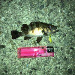 アジング不発、小メバルのみ