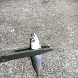 メバリングからショアジギ