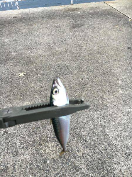 メバリングからショアジギ