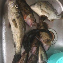 コツ掴みました