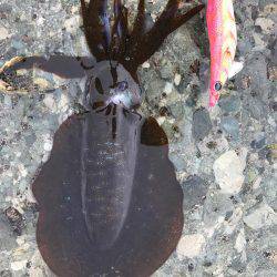 ラスト春イカ❗️