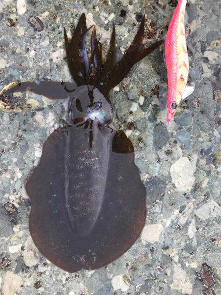 ラスト春イカ❗️