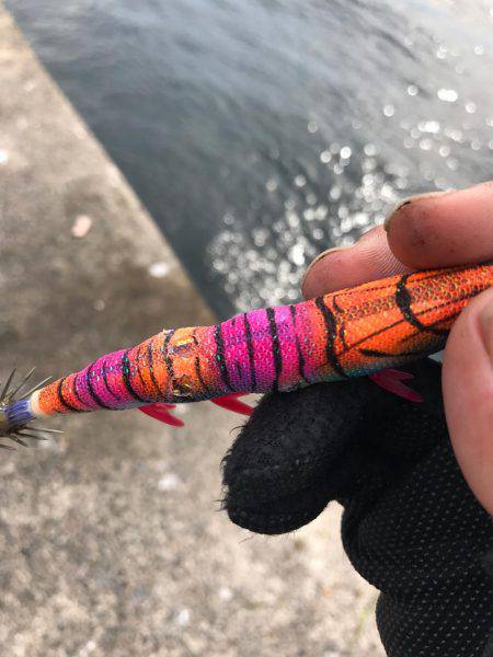 本当に最後に来ました春アオリ2.6キロ