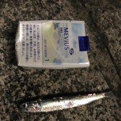 アジ、イワシ、マイクロスター！