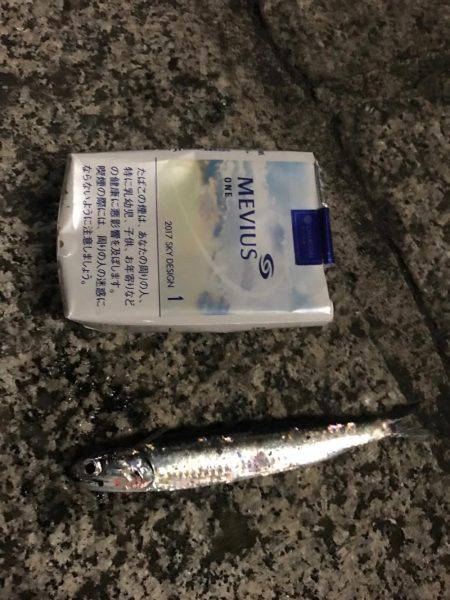 アジ、イワシ、マイクロスター！