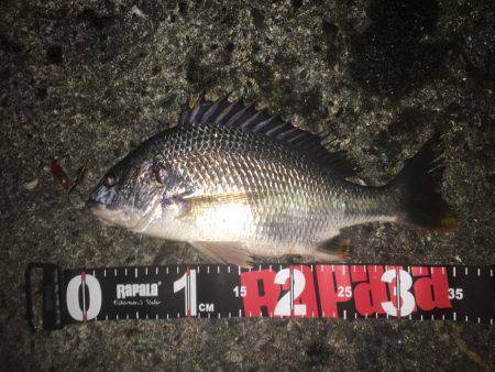 雨上がりのチニング