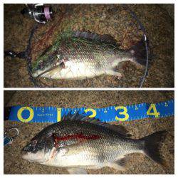 雨上がりのキビレ