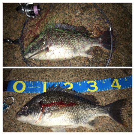 雨上がりのキビレ