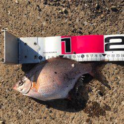 アジサバタナゴメバル！色々釣れた！