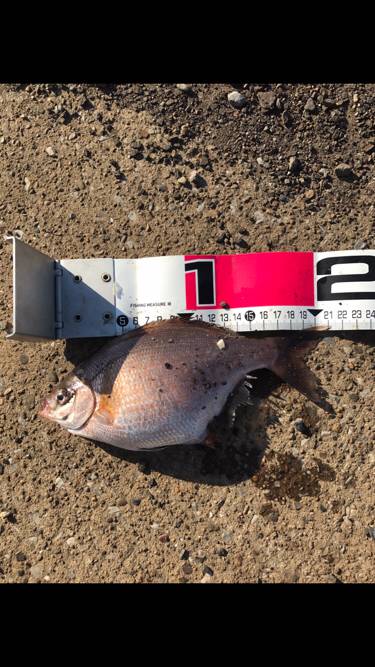 アジサバタナゴメバル！色々釣れた！