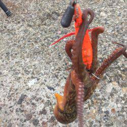 タコ安定の二桁オーバー!