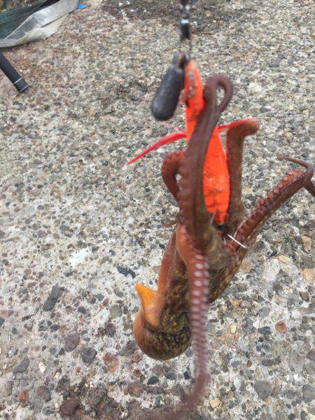 タコ安定の二桁オーバー!