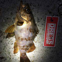 アジをソコソコ