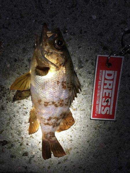 アジをソコソコ