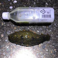 アジングのつもりが結果メバリング。