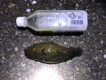 アジングのつもりが結果メバリング。