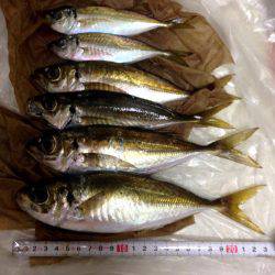 夕まずめアジング