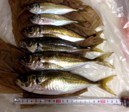 夕まずめアジング